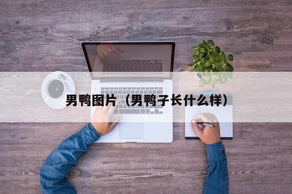 男鸭图片(男鸭子长什么样)