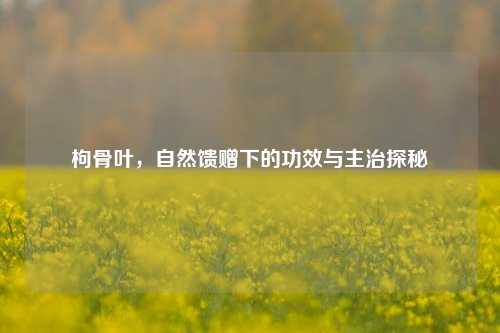 枸骨叶，自然馈赠下的功效与主治探秘